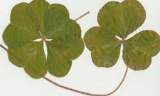 Five Leaf Clover