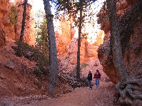 Trees among the formations