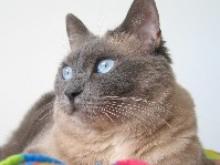 Koko