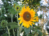 Sunflower over the fence in the evening