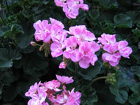 Geranium in backyard in the evening