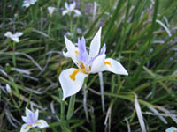 Front yard in the evening