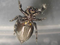 Spider on glass