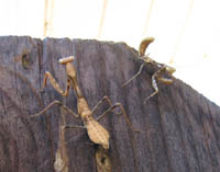 A pair of mantis, or manti?