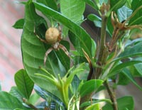 Large spider on Gardenia