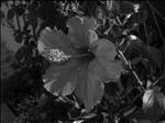 Red Hibiscus