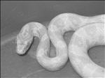 Albino Corn Snake head detail